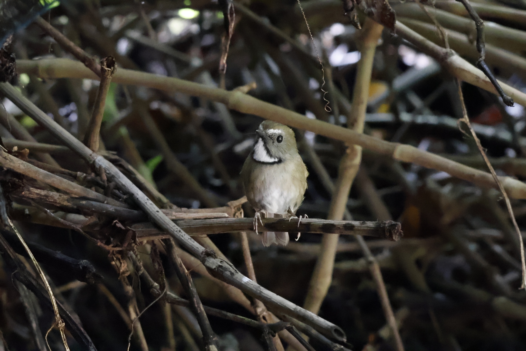 White-gorgeted Flycatcher