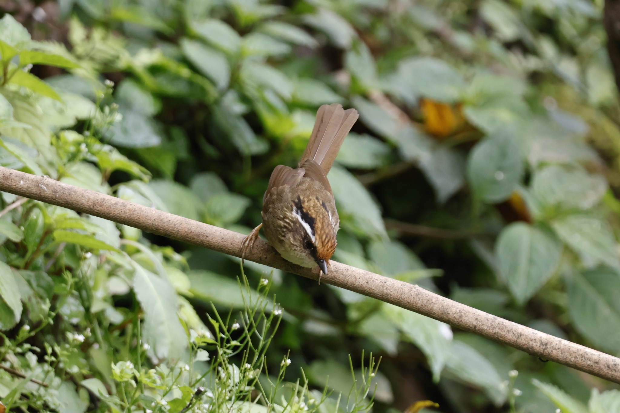 Rusty-capped Fulvetta