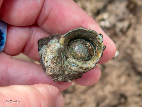 Turbo chrysostomus observed 2025-03-01