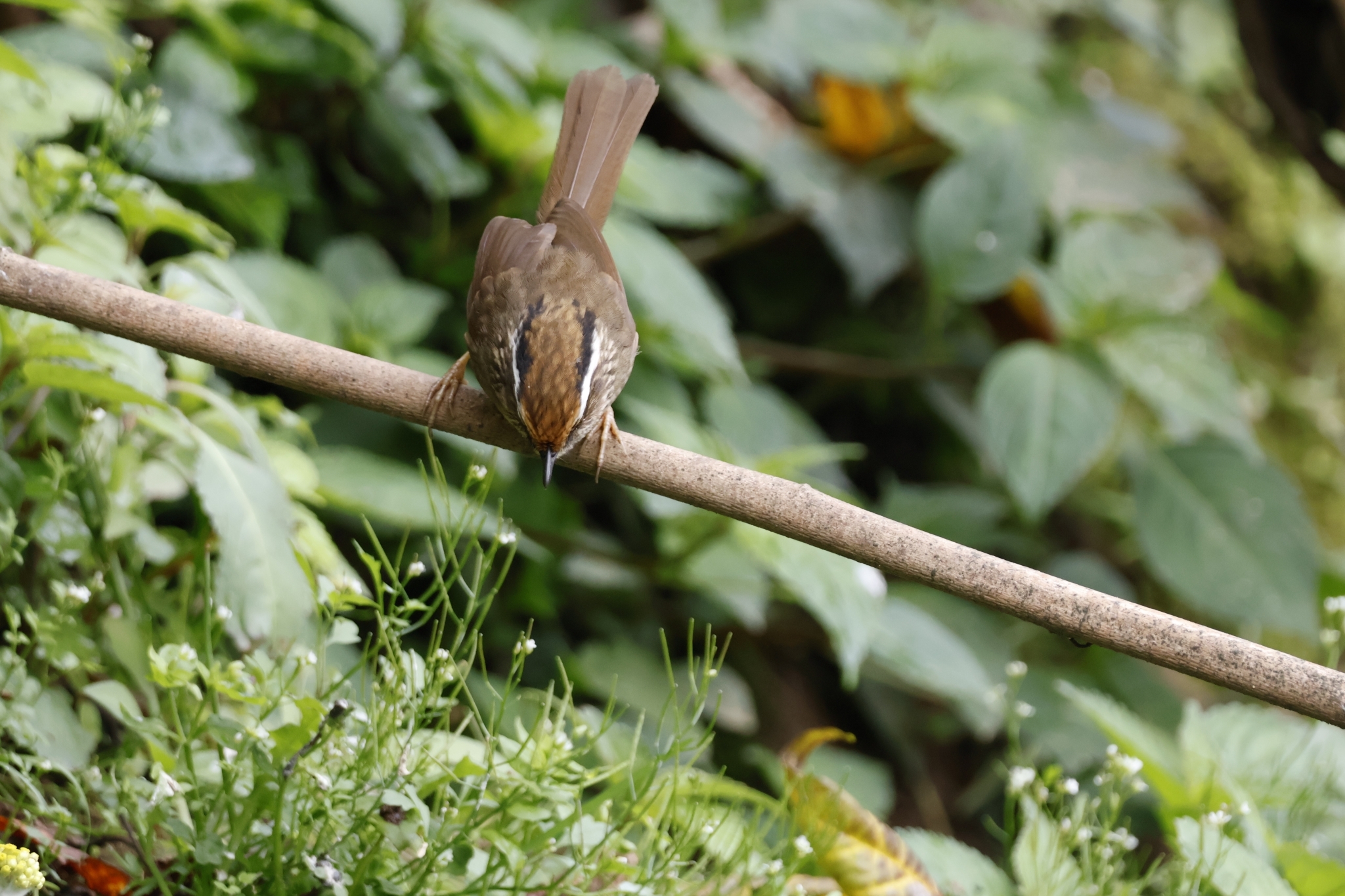 Rusty-capped Fulvetta
