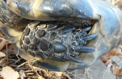 Testudo graeca ibera