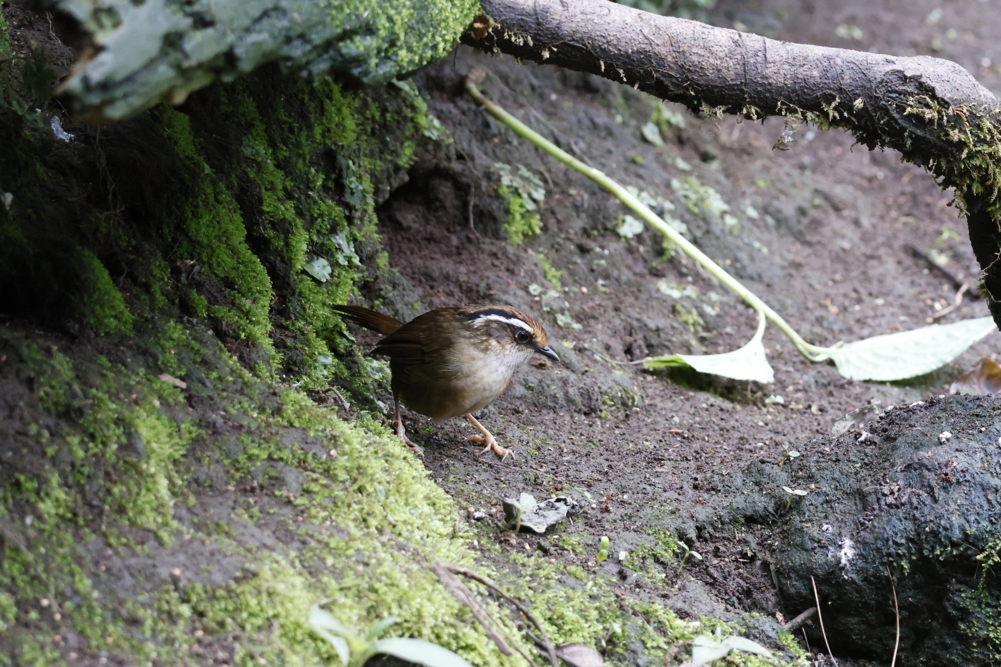 Rusty-capped Fulvetta