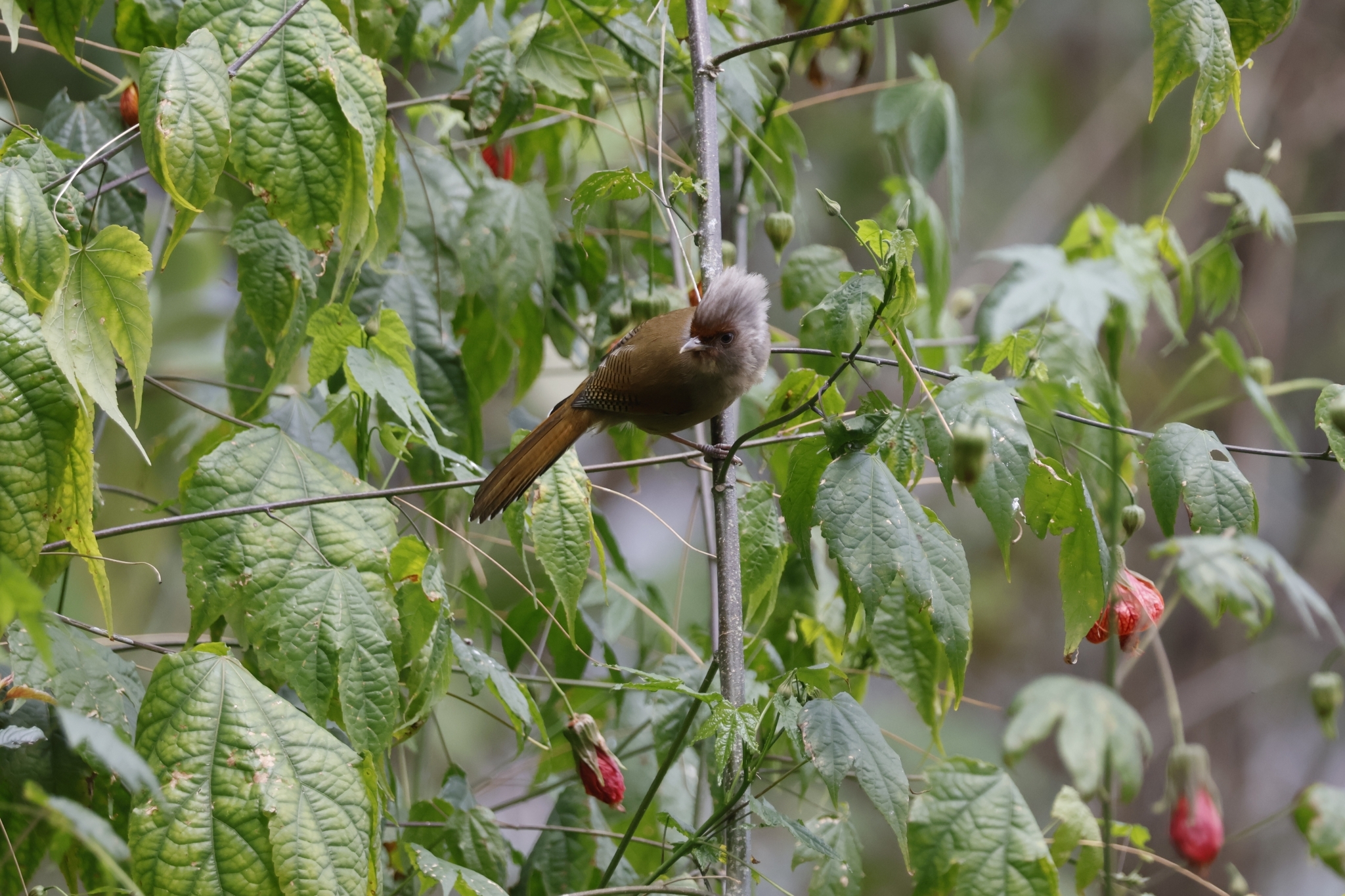 Rusty-fronted Barwing (Actinodura egertoni), photo 1