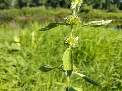 Leonureae