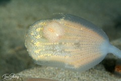 Pseudoceros reticulatus