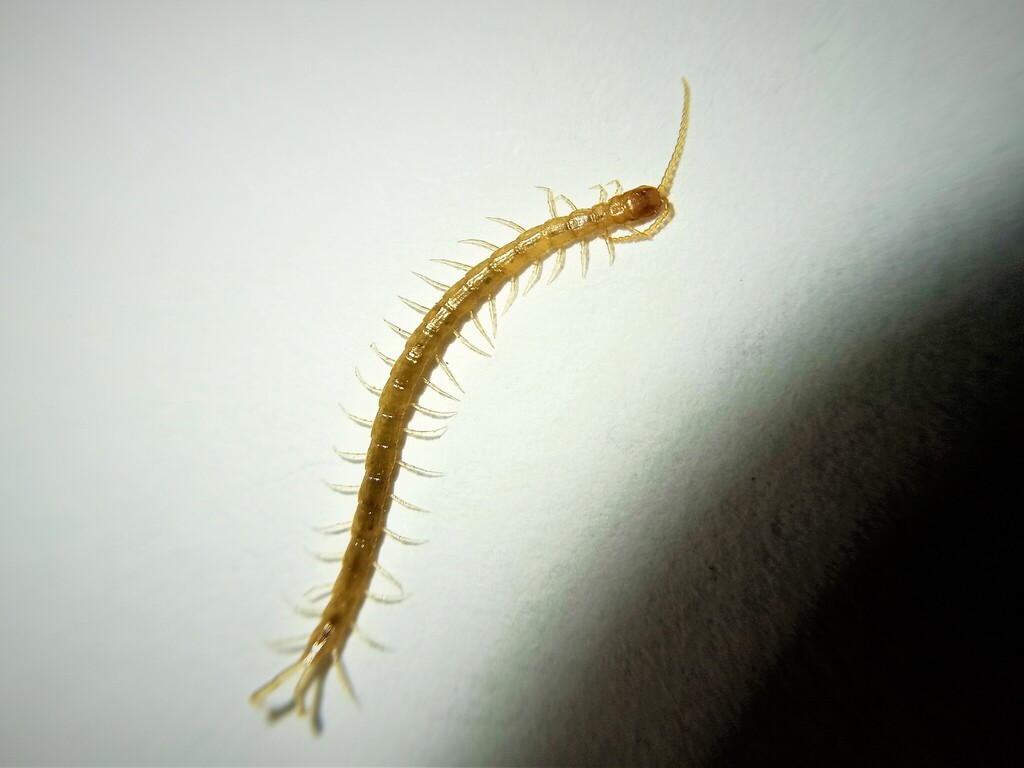 Cryptops trisulcatus