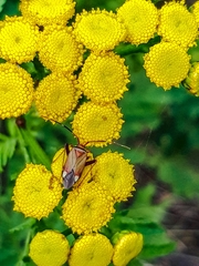 Adelphocoris vandalicus