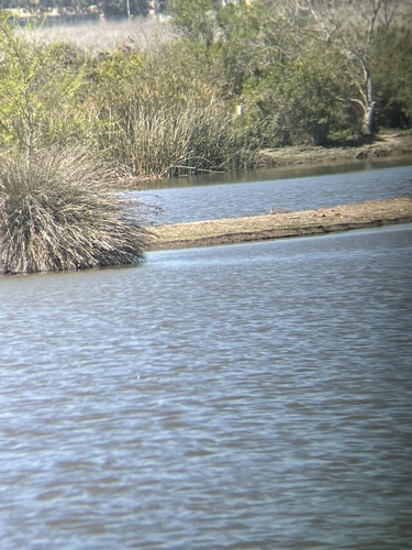 iNaturalist observation photo of Spiny Softshell