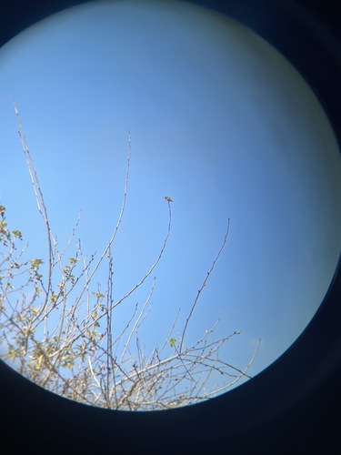 iNaturalist observation photo of Allen's Hummingbird