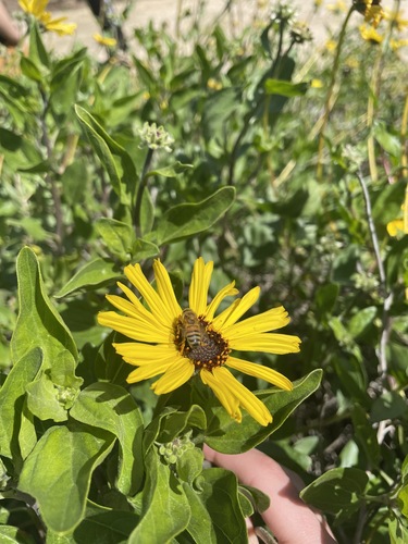 iNaturalist observation photo of Western Honey Bee