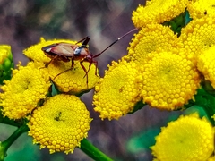 Adelphocoris vandalicus