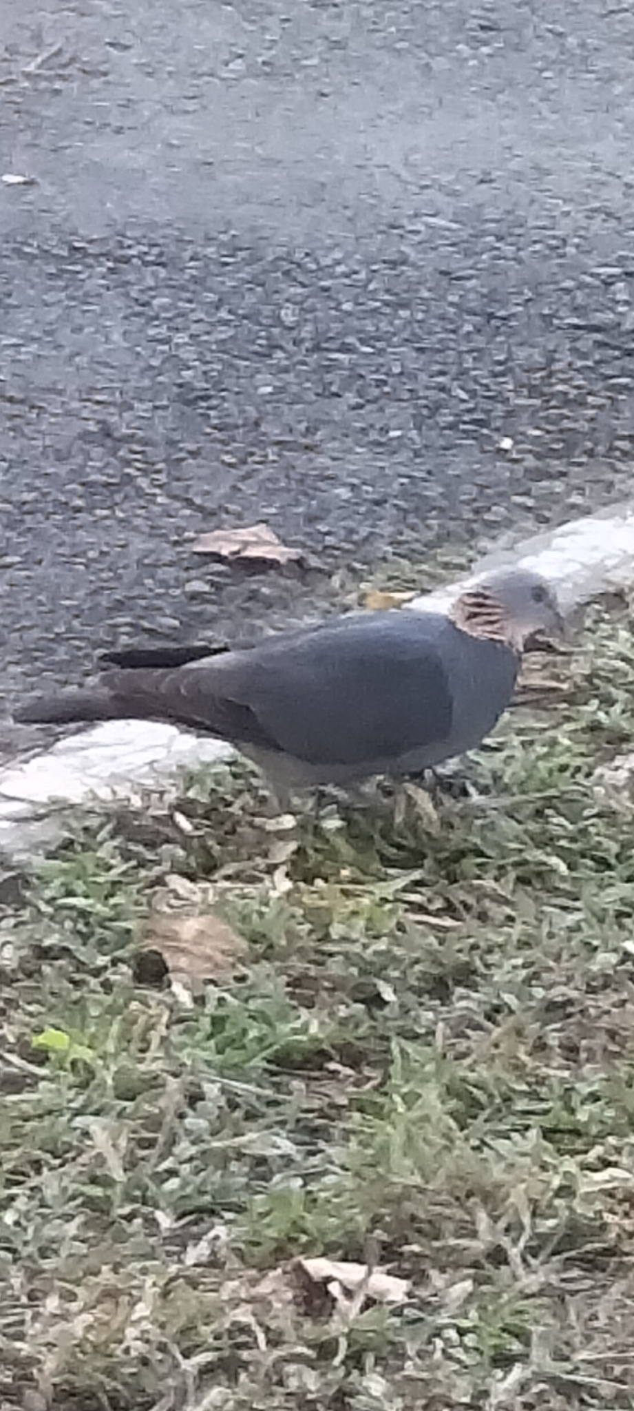 Ashy Woodpigeon illustration