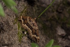 Lampropteryx suffumata