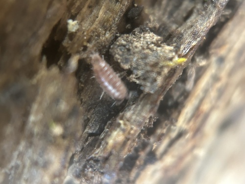 Riparian Woodlouse photo 5