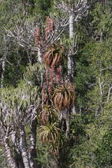 Aloe pluridens