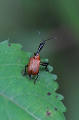 Apoderus jekelii