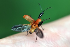 Apoderus jekelii