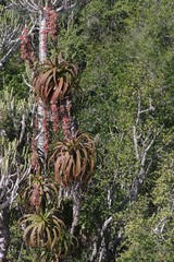 Aloe pluridens