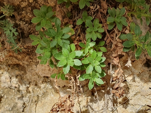 Spreading bellflower