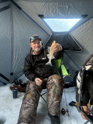 Walleye