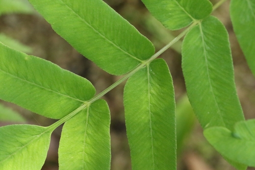 Image of Osmunda japonica by no rights reserved