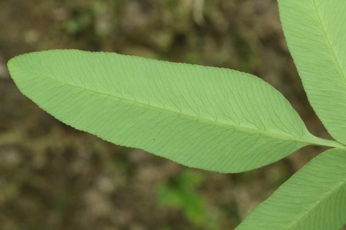 Image of Osmunda japonica by no rights reserved