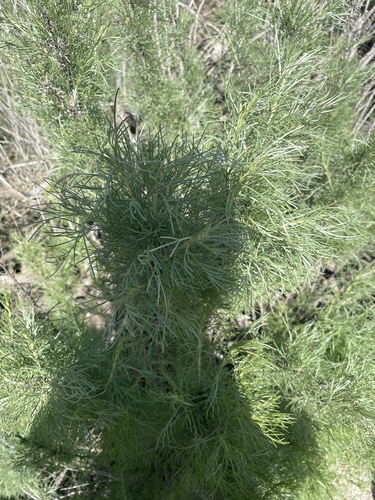 iNaturalist observation photo of California sagebrush