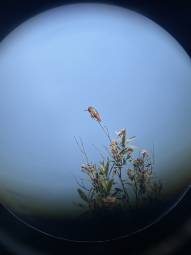 iNaturalist observation photo of Allen's Hummingbird