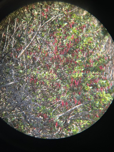 iNaturalist observation photo of Fuchsiaflower Gooseberry
