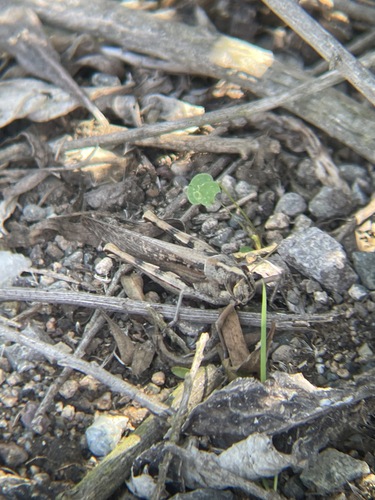 iNaturalist observation photo of Gray Bird Grasshopper