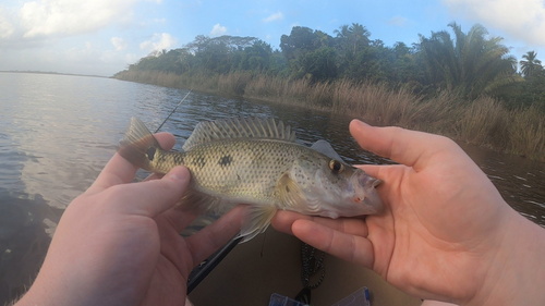 Bay snook (Petenia splendida) — Cichlidae — 3