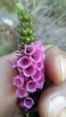Erica abietina constantiana