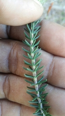 Erica abietina constantiana
