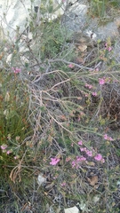 Erica abietina constantiana