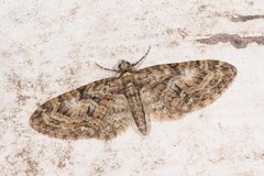 Eupithecia abbreviata