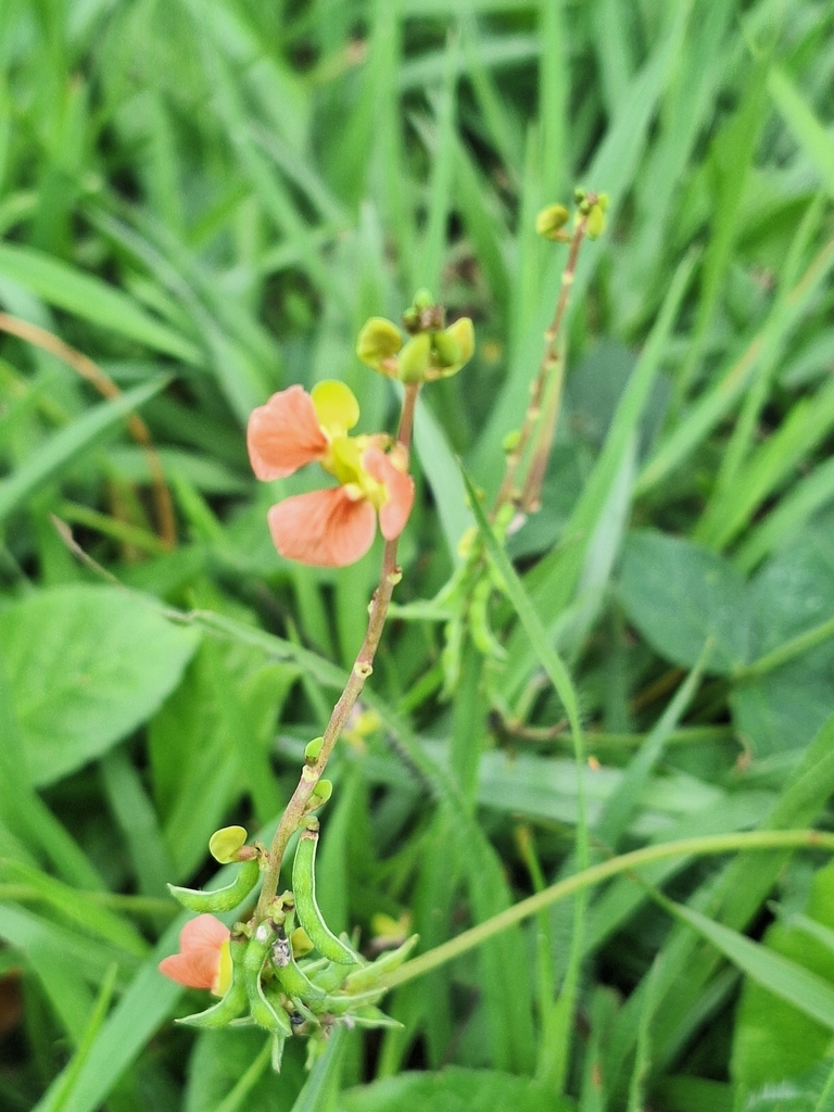 Macroptilium sabaraense
