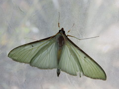 Parotis prasinalis