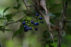 Palicourea cyanococca