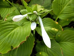 Hosta plantaginea