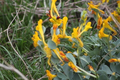 Maxim Shashkov, CC BY, iNaturalist via GBIF Corydalis sewerzowii, photograph Maxim Shashkov, CC BY, iNaturalist via GBIF