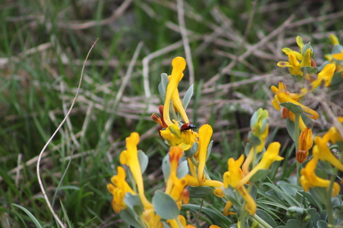 Corydalis sewerzowii, photograph 5