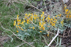 Maxim Shashkov, CC BY, iNaturalist via GBIF Corydalis sewerzowii, photograph Maxim Shashkov, CC BY, iNaturalist via GBIF