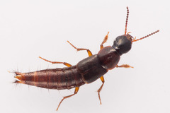 Quedius xanthopus
