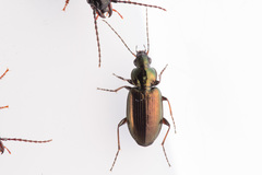 Agonum muelleri