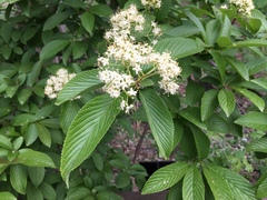 Viburnum sieboldii