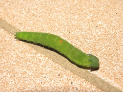Charaxes