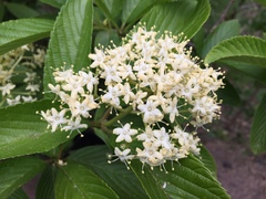 Viburnum sieboldii