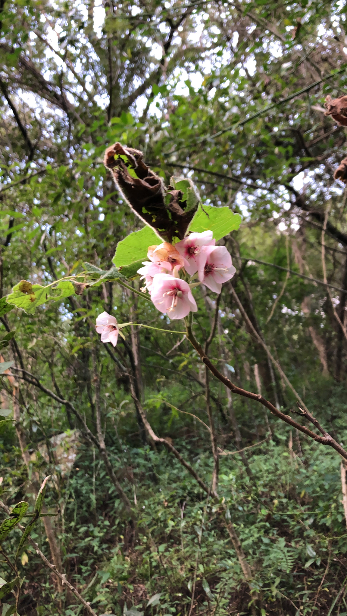 Imagem de Dombéia-rosa