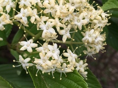 Viburnum sieboldii