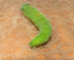 Charaxes